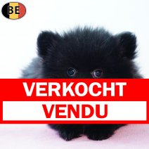 Keesje 231225 F(BE6832) 250226 verkocht - vendu.jpg