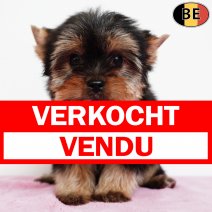 Yorkshire Terrier 071225 F(BE1186) 180226 verkocht - vendu.jpg