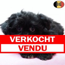 Yorkinese (York X Pekingees) 111225 F(BE5947) 020326 verkocht - vendu.jpg