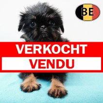 Griffon Belge 051225 M (BE6051) 200225 verkocht - vendu.jpg