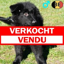 Duitse Herder Langhaar 021225 M(BE6161) 250226 verkocht - vendu.jpg