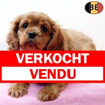 Cavalier King Charles 201225 F(BE0536) 250226 verkocht - vendu.jpg