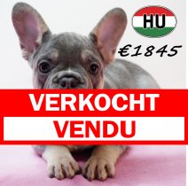 Franse Bulldog 111125 F (HU8707) 250226 verkocht - vendu.jpg