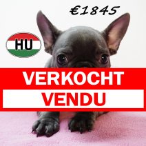Franse Bulldog 111125 F (HU8745) 250226 verkocht - vendu.jpg