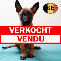 Mechelaar 171225 M (BE1095) 250226 verkocht - vendu.jpg