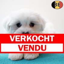 Maltezer 070126 M(BE5950) 060326 verkocht - vendu.jpg