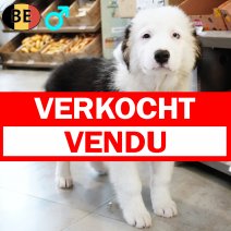 Australische Herder 161125 M(BE7084) 220226 verkocht - vendu.jpg