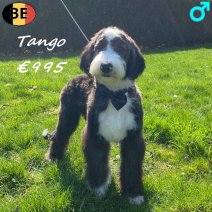 Labradoodle Tango 150925 M(BE1008) 090326.jpg