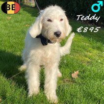 Labradoodle Teddy 150925 M(BE1005) 090326.jpg
