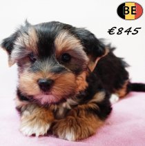 Yorkshire Terrier 141225 F(BE3399) 090326.jpg