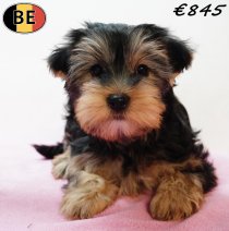 Yorkshire Terrier 141225 F(BE4224) 090326.jpg