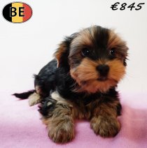 Yorkshire Terrier 141225 F(BE8831) 090326.jpg