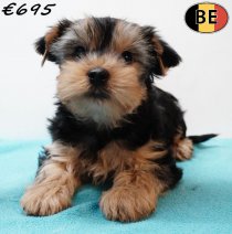 Yorkshire Terrier 141225 M(BE0373) 090326.jpg
