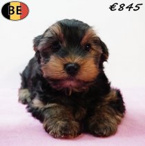 Yorkshire Terrier 171225 F(BE5589) 090326.jpg