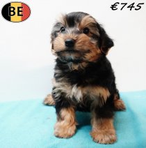 Yorkshire Terrier 171225 M(BE1253) 090326.jpg