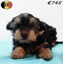 Yorkshire Terrier 171225 M(BE2656) 090326.jpg