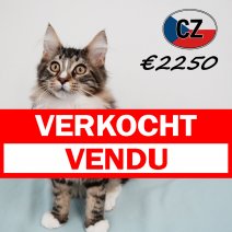 Maine Coon 121025 M (CZ9120) 180226 verkocht - vendu.jpg