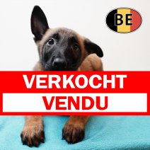 Mechelaar 171225 M (BE1096) 250226 verkocht - vendu.jpg