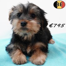 Yorkshire Terrier 251125 M(BE5970) 040226..jpg