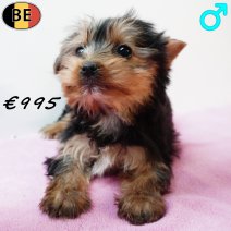 Yorkshire Terrier 251125 M(BE6118) 040226.jpg