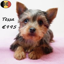 Yorkshire Terrier Tessa 251125 F(BE6014) 040226.jpg