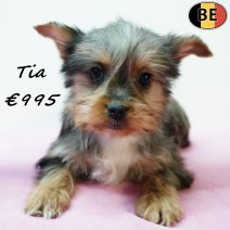 Yorkshire Terrier Tia 251125 F(BE5966) 040226.jpg