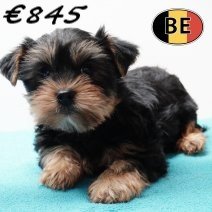 Yorkshire 301225 M(BE6153) 270225.jpg