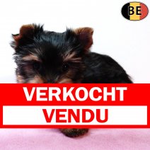 Yorkshire Terrier 141025 F(BE4687) 261225 verkocht - vendu .jpg
