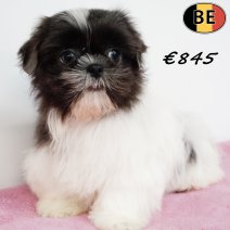 Lhasa Apso X Shih Tzu 101225 F(BE6019) 060326.jpg