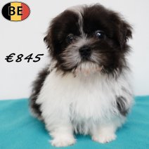 Lhasa Apso X Shih Tzu 101225 M(BE6011) 060326.jpg