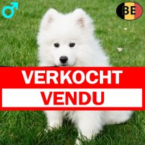 Samojeed 021225 M(BE4552) 060326 verkocht - vendu.jpg