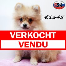 Keesje 181025 F(SK0984) 110226 verkocht - vendu.jpg