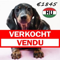 Teckel 111125 F (HU8666) 250226 verkocht - vendu.jpg