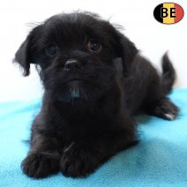 X Shih Tzu 020126 M(BE5963) 110326.jpg