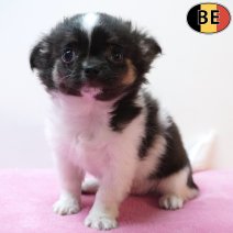 Chihuahua 060126 F(BE6075) 110326.jpg