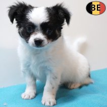 Chihuahua 060126 M(BE6090) 110326.jpg