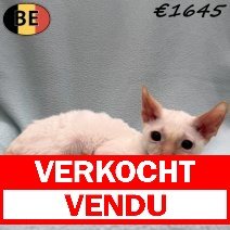 Cornish Rex 300925 M(BE1211) 260126 verkocht - vendu.jpg