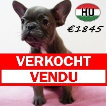 Franse Bulldog 111125 F (HU8708) 250226 verkocht - vendu.jpg