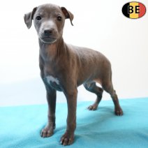 Italiaanse Windhond 140126 M(BE2348) 110326.jpg