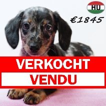 Teckel 021125 F(HU2439) 040326 verkocht - vendu.jpg