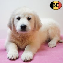 Golden Retriever 301225 F(BE4406) 110326.jpg