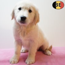 Golden Retriever 301225 F(BE4954) 110326.jpg