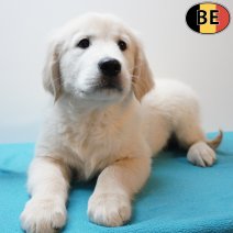 Golden Retriever 301225 M(BE4405) 110326.jpg
