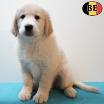 Golden Retriever 301225 M(BE4867) 110326.jpg