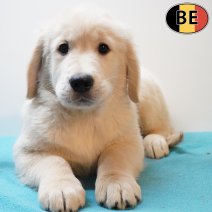 Golden Retriever 301225 M(BE4959) 110326.jpg