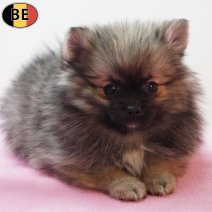 Keesje 151225 F(BE6010) 110326.jpg