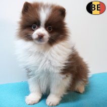 Keesje 151225 M(BE5939) 110326.jpg