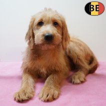 Labradoodle 301225 F(BE4618) 110326.jpg