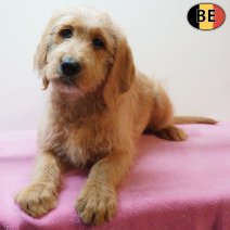 Labradoodle 301225 F(BE4777) 110326.jpg