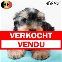 Yorkshire Terrier 171225 M(BE9955) 090326.verkocht-vendu.png